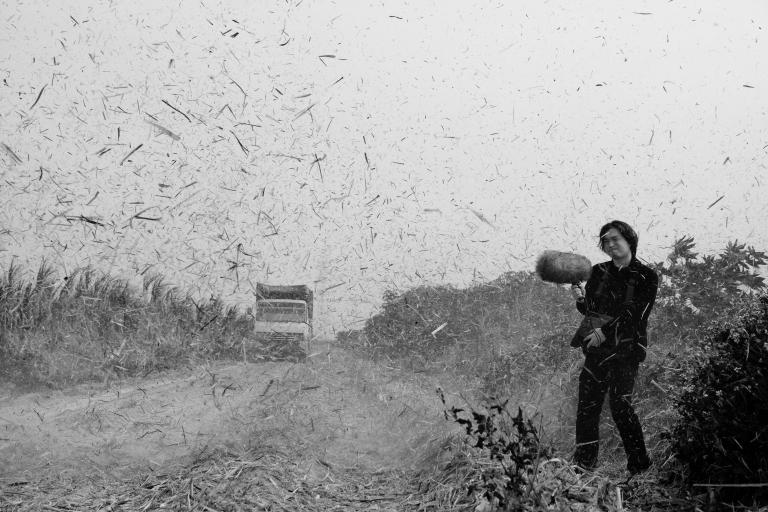 Wang Fujui in sugar cane field