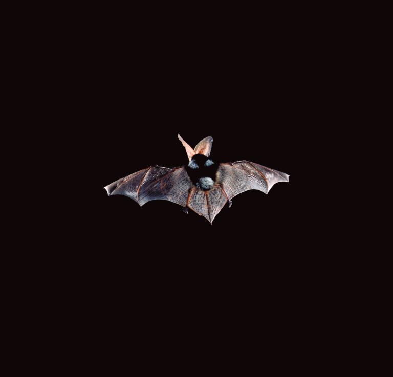 A spotted bat (euderma maculatum) in Utah, 1992. Copyright Merlin Tuttle’s Bat Conservation.